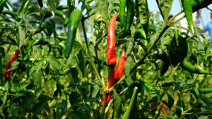 One of the Chilli farms in Jinja City ready for harvesting .