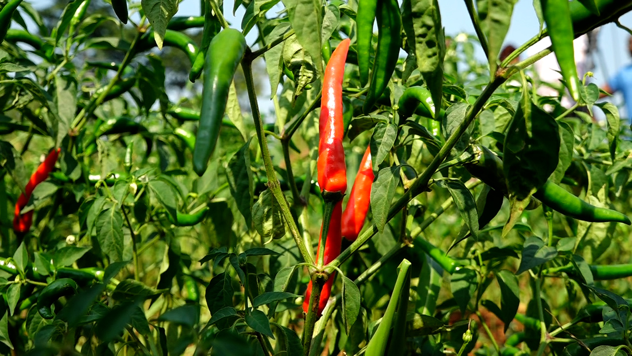 One of the Chilli farms in Jinja City ready for harvesting .